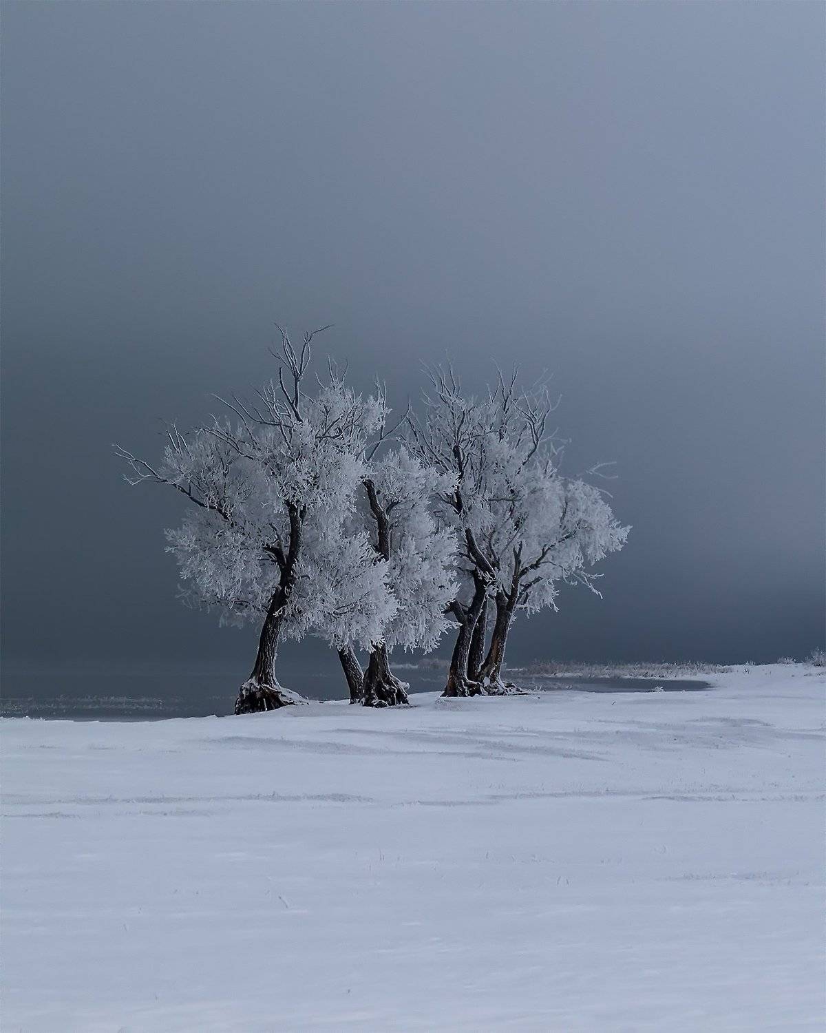 Иней. Автор: Леонид Максименко , Леонид Максименко