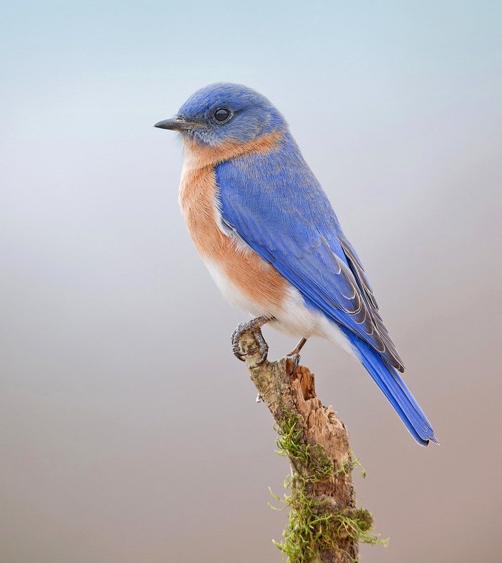 восточная сиалия, eastern bluebird,bluebird Eastern Bluebird male - Восточная сиалия - cамецphoto preview