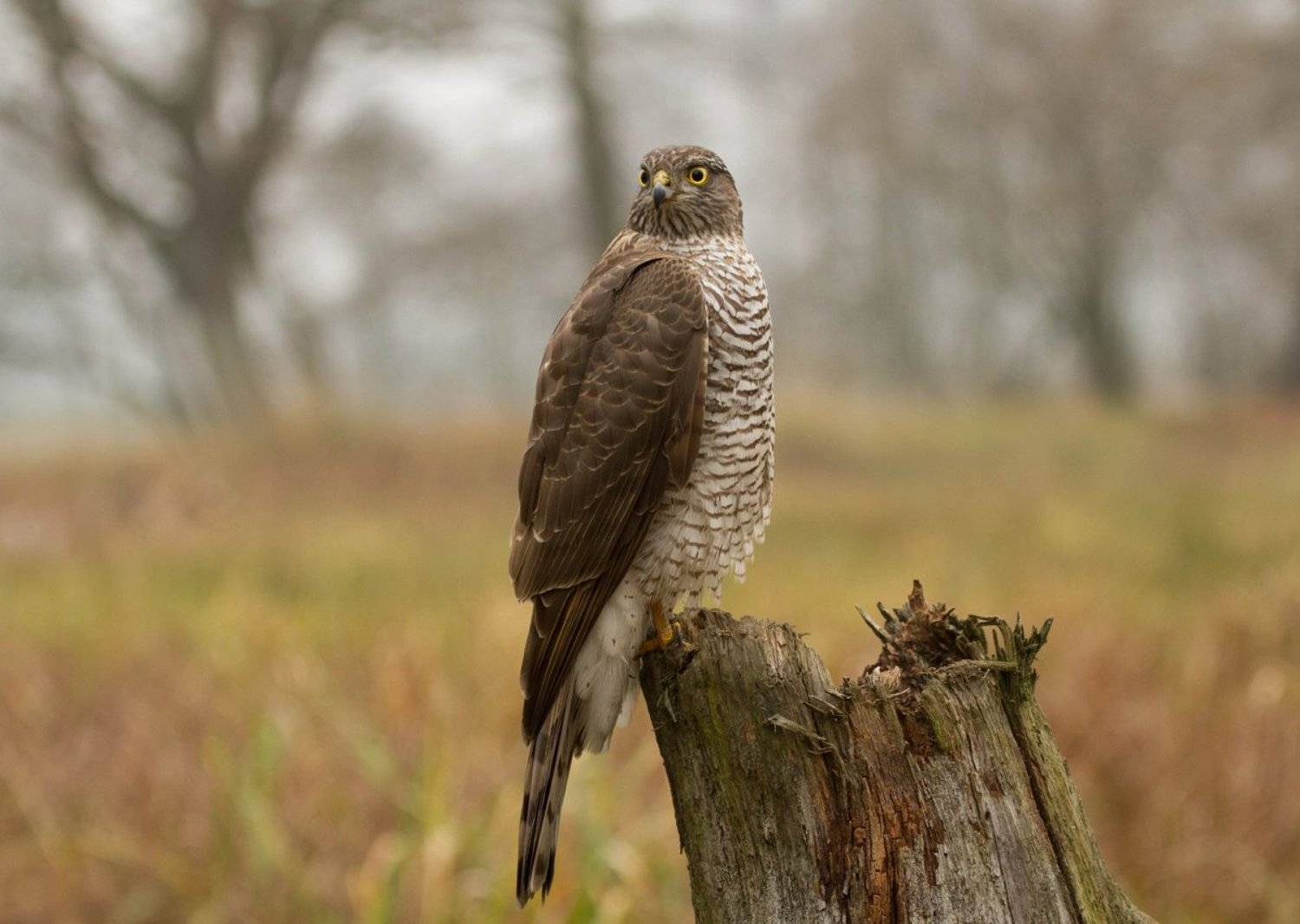 Автор: Janina J?drzejewska-Szombara , Janina J?drzejewska-Szombara