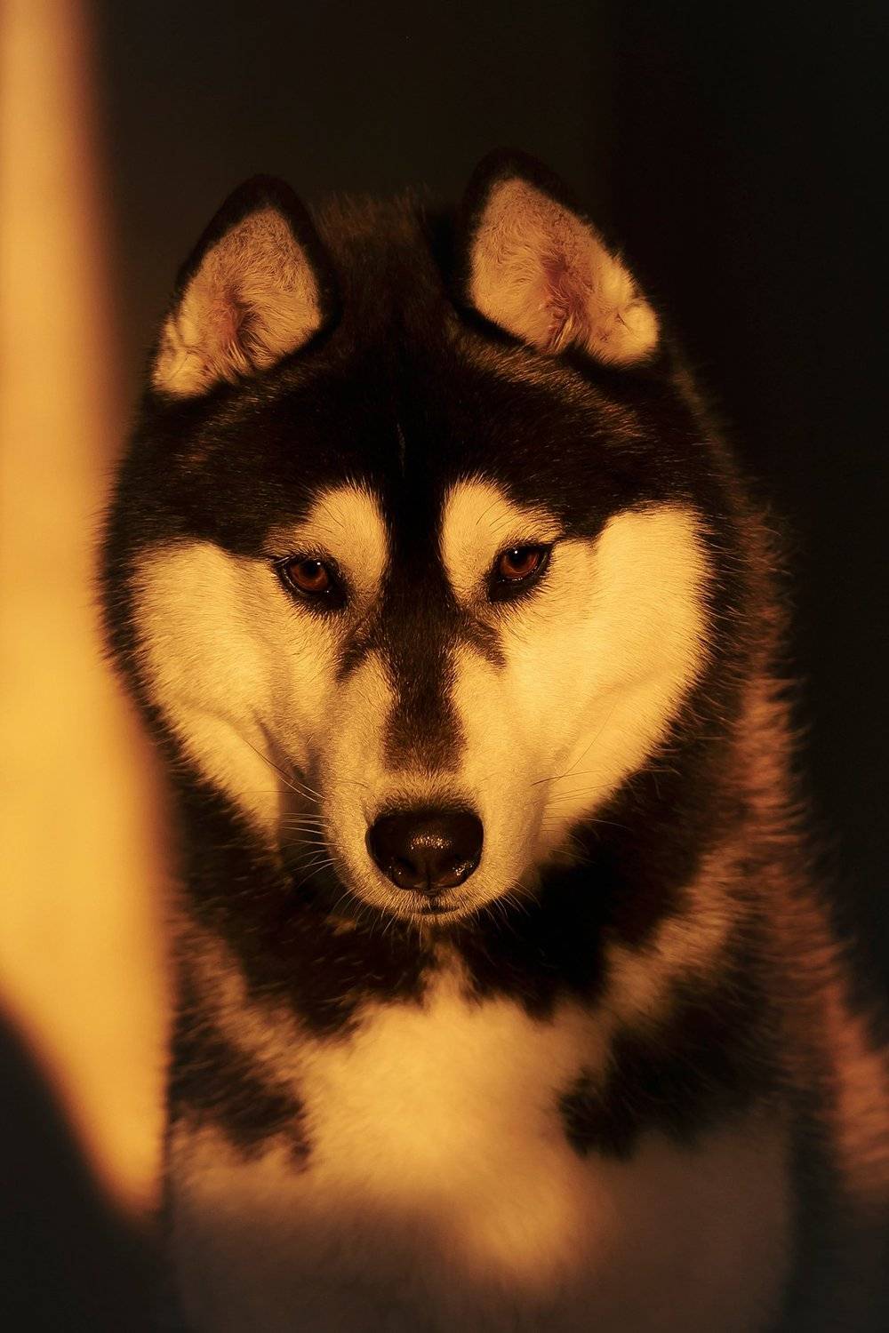 GumGum in sunset rays. Автор: Erika Tsogoeva husky, dogs, siberian husky, halloween, pumphik, Erika Tsogoeva