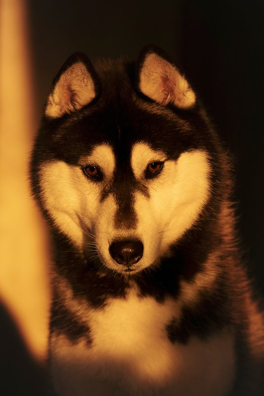 husky, dogs, siberian husky, halloween, pumphik GumGum in sunset raysphoto preview