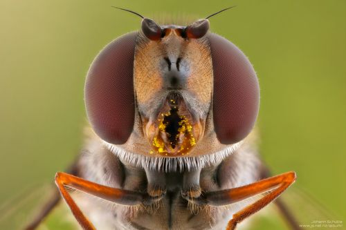 Hoverfly 5:1