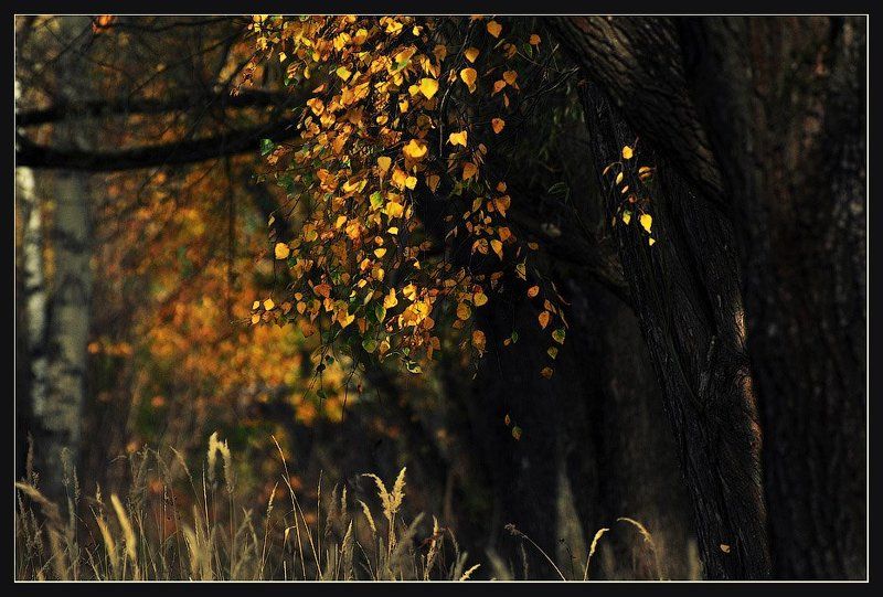 Пучок осениphoto preview