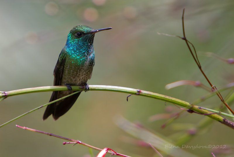коричневохвостая амазилия, amazilia versicolor, птицы, бразилия Амазилияphoto preview