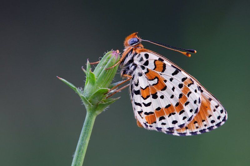 Melitaea didymaphoto preview