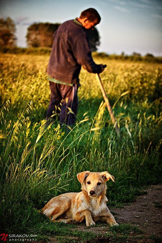 bulgaria, landscape, field, man, dog, horse, autumn Осенное....photo preview