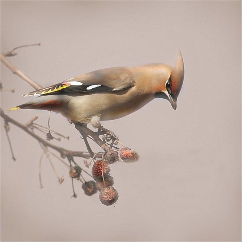 ..продавец прошлогодних яблок ..))photo preview