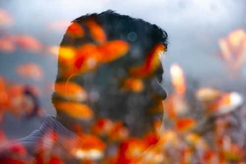 Goldfish