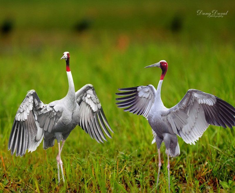 Red-headed cranes.photo preview