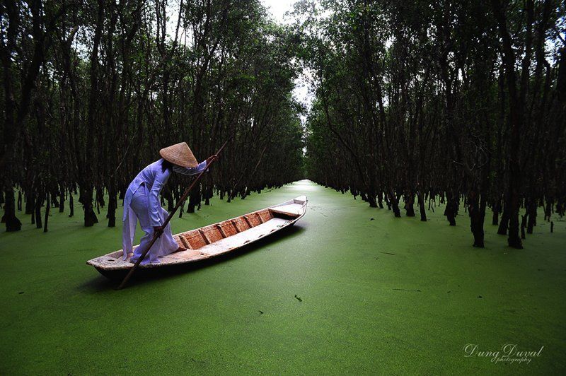 Trà Sư Melaleuca лесаphoto preview