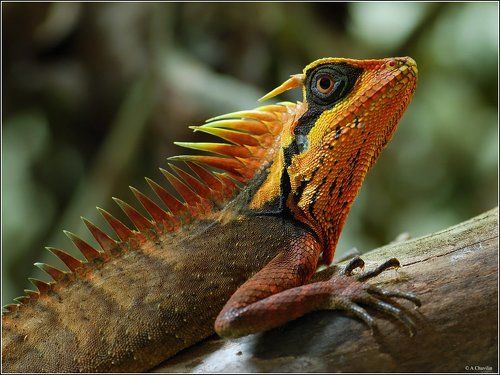 Дракон Наташа )