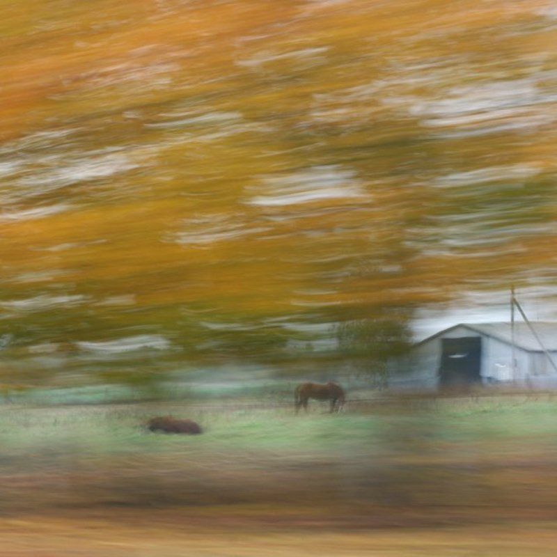 про лошадок, что остались в осени...photo preview