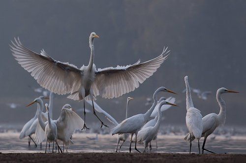 Great egret