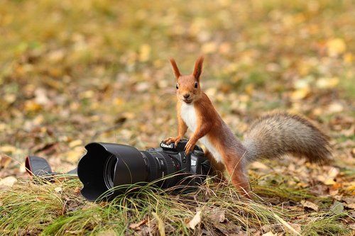 I like Canon too!