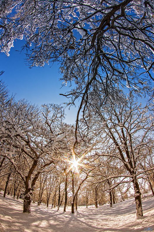 blue, color, colors, color-image, composing, landscape, light, nature, photography, snow, sun, tree, trees, winter, Да Будет Свет / Let There Be Lightphoto preview