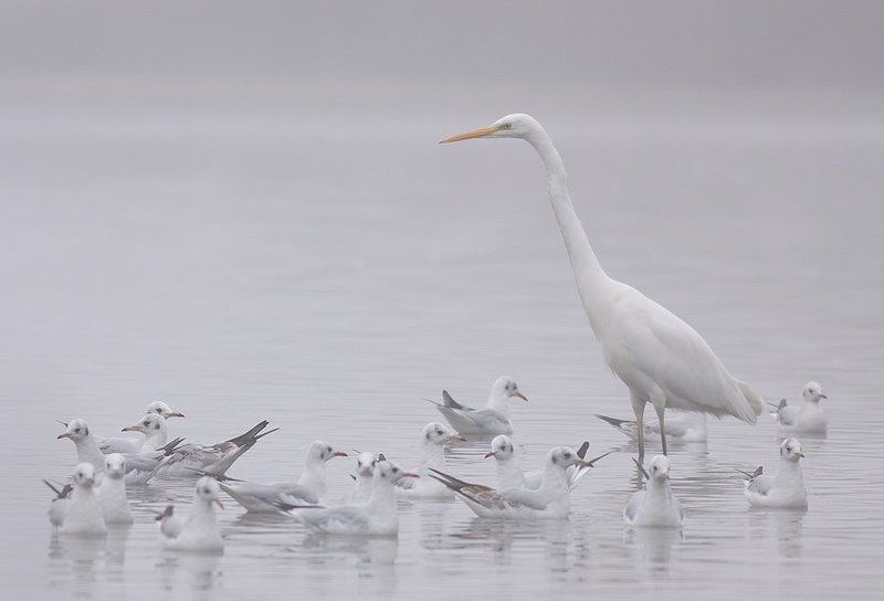 Great Egret  & Black-headed Gullphoto preview