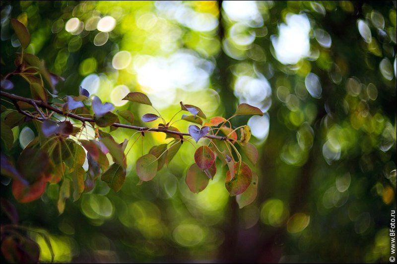 картинки, гелиос, 40-2, 85mm, f1.5 Картинки на гелиос 40-2photo preview