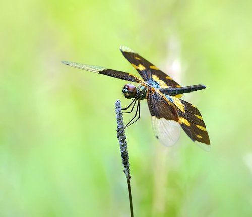 Rhyothemis variegata