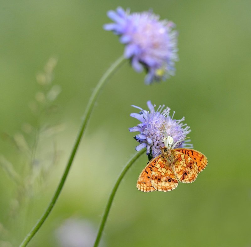 macro, closeup, insect, макро, насекомые, gnilenkov Жертва...photo preview