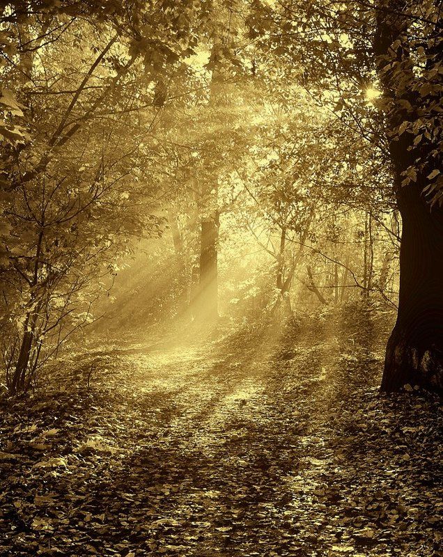 про желтые листьяphoto preview