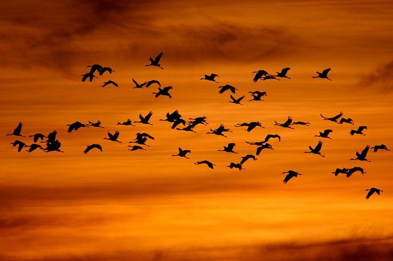 Common cranephoto preview