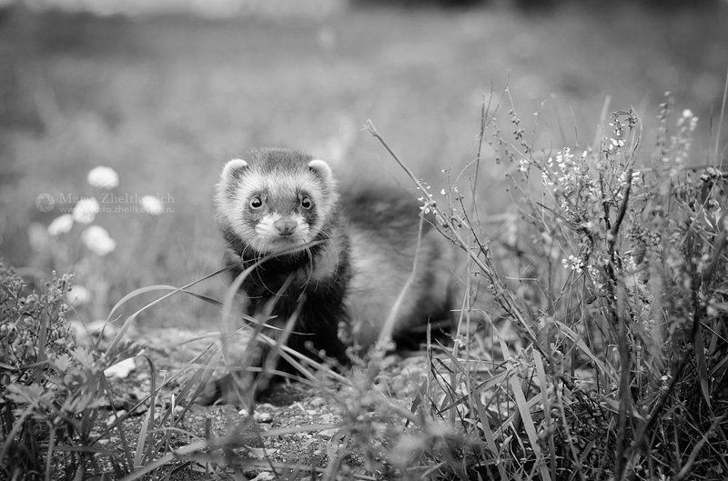 Фёдрphoto preview