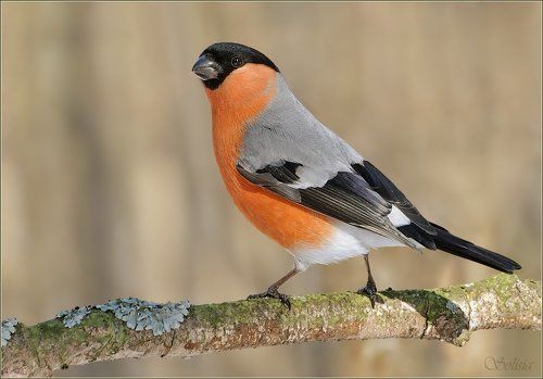 Красногрудый