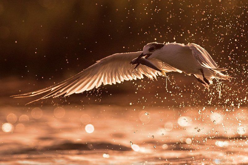 Охотник золотаphoto preview