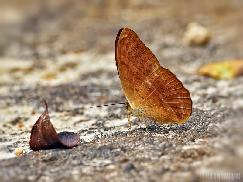 Common Yeomanphoto preview