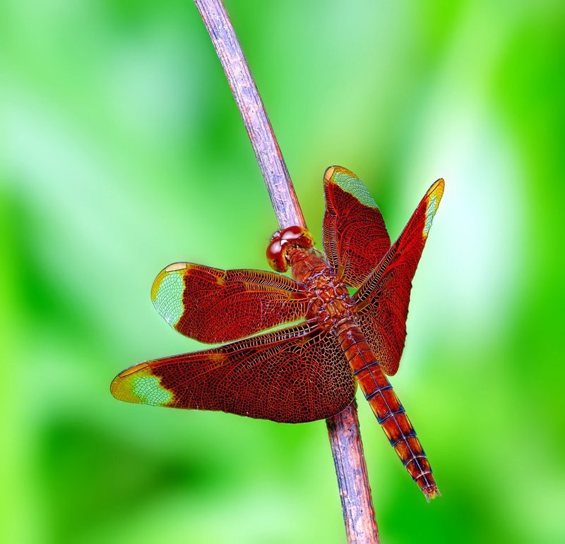 Neurothemis fulviaphoto preview