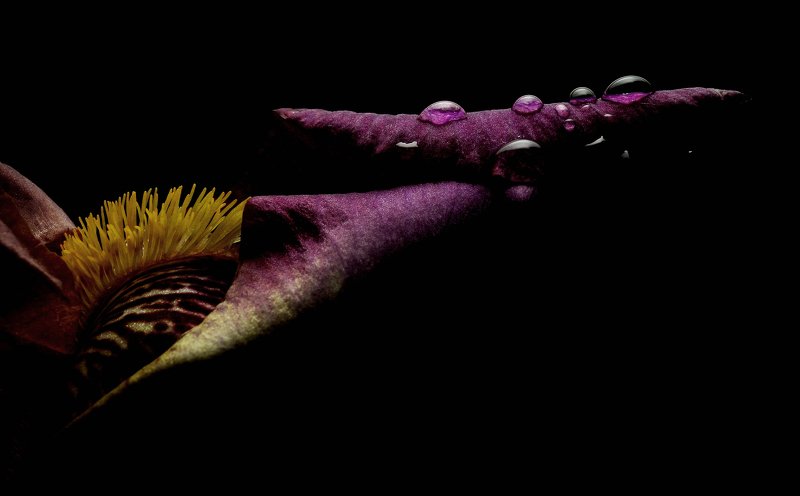 Состояниеphoto preview