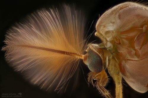 Mosquito