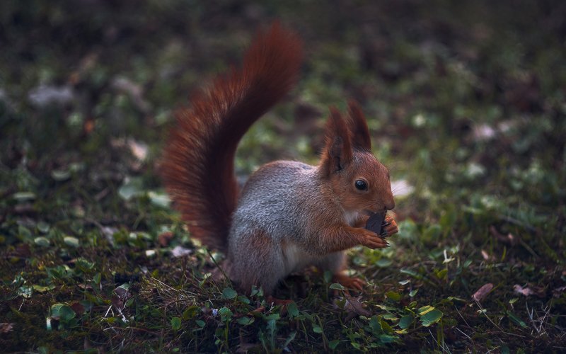 Squirrelphoto preview