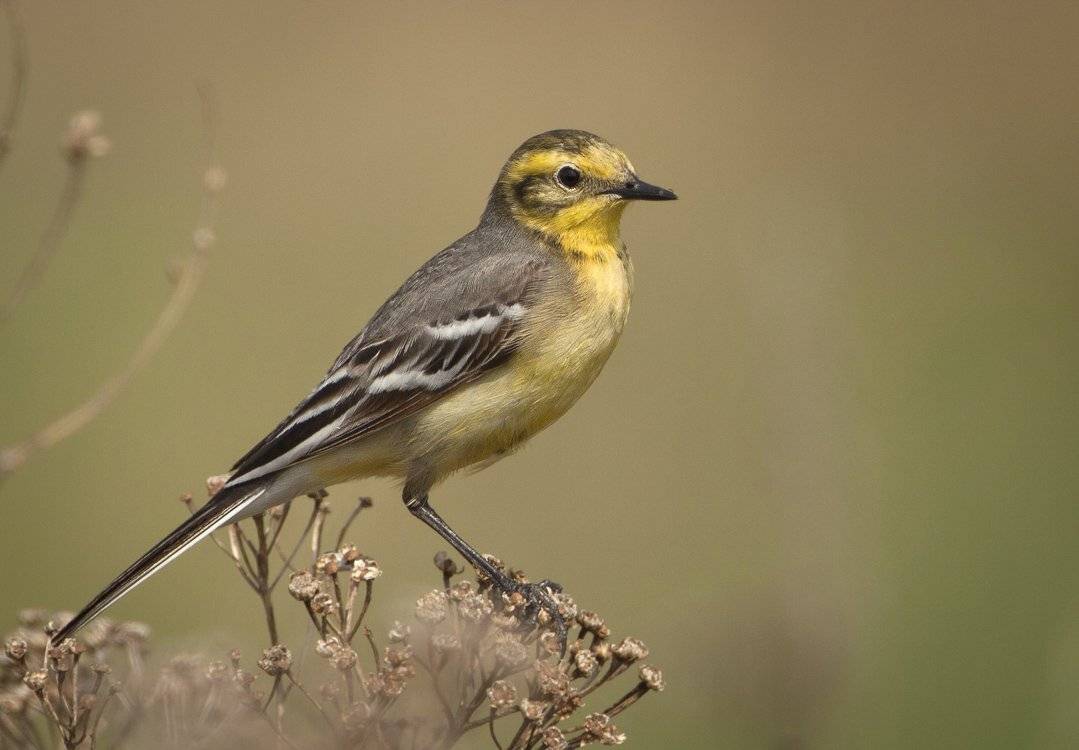 , Андрей Канышев