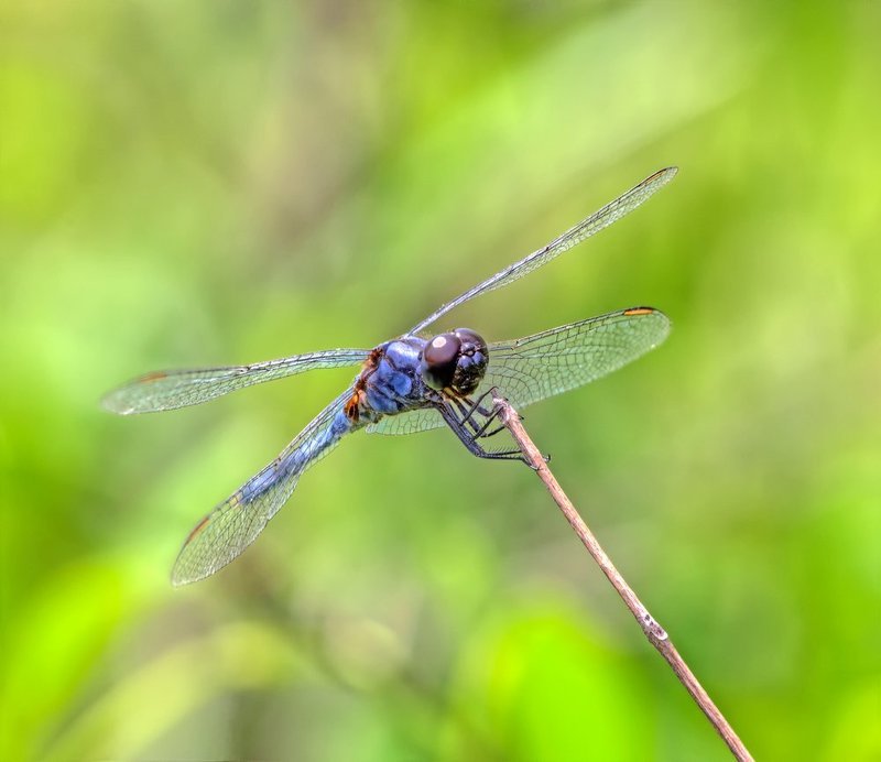 Potamarcha congener (Rambur, 1842)photo preview