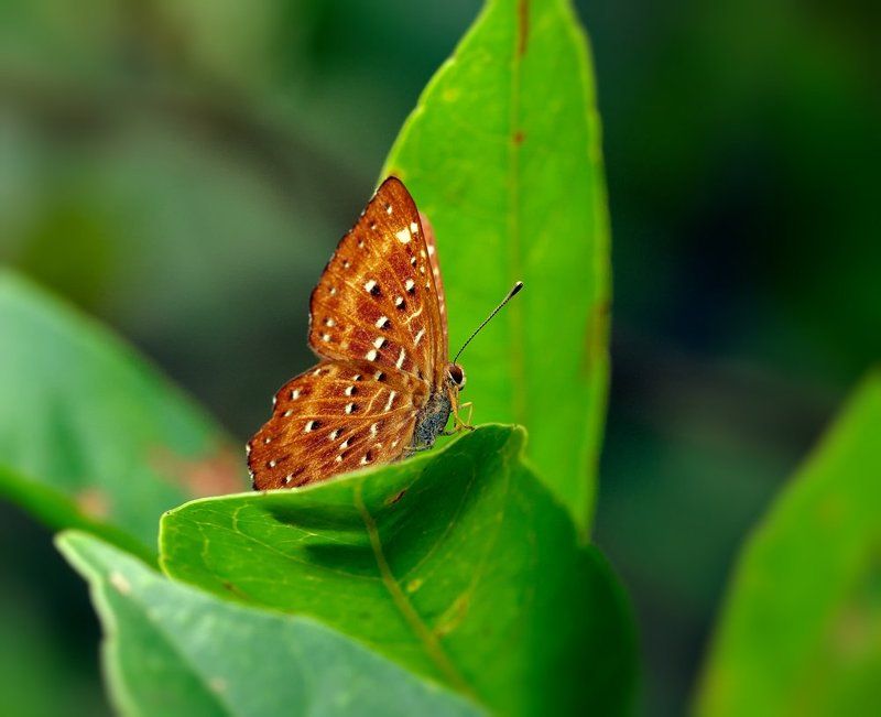 Полководец...photo preview