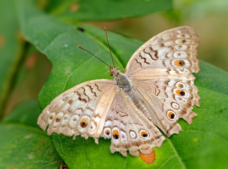 Grey Pansyphoto preview