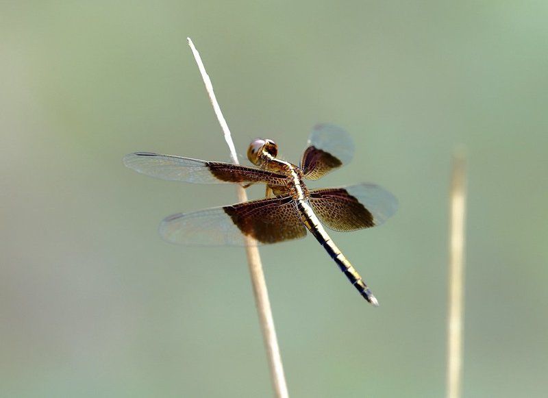 Neurothemis tulliaphoto preview