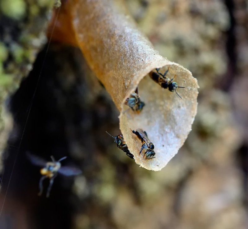 Пчелки...photo preview