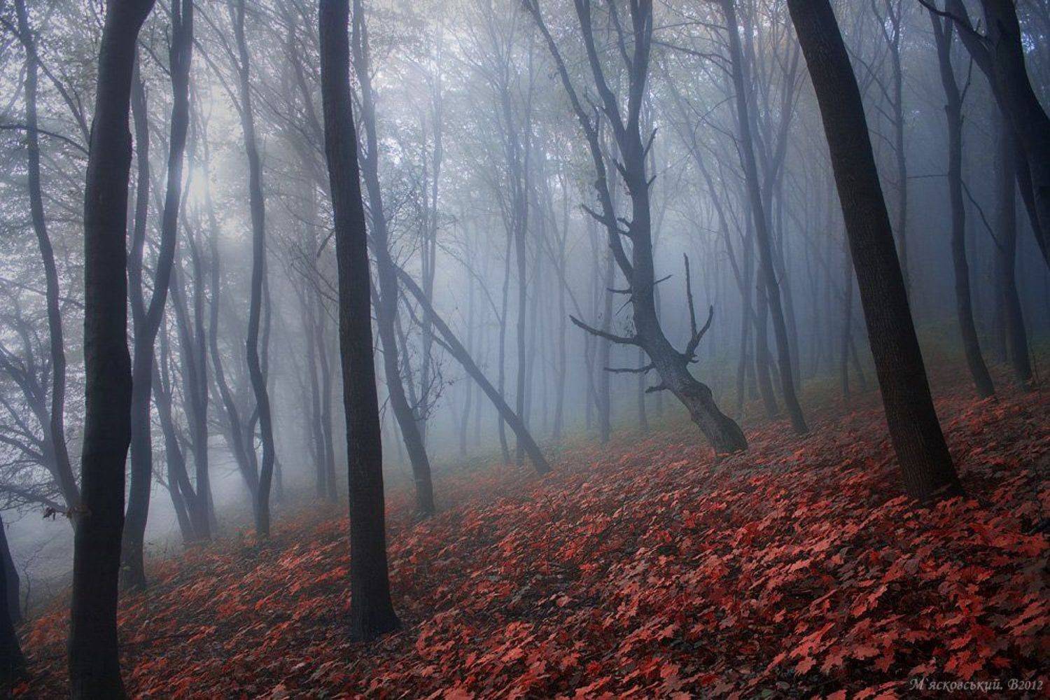 ***. Автор: Wolodymer Mjaskowskuj , Wolodymer Mjaskowskuj