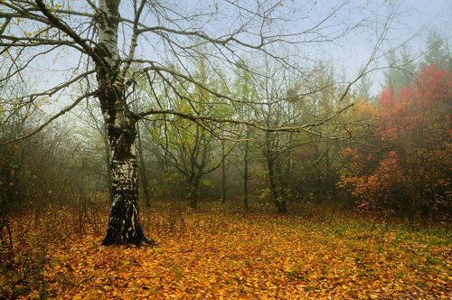 Два коротких мгновения осени...