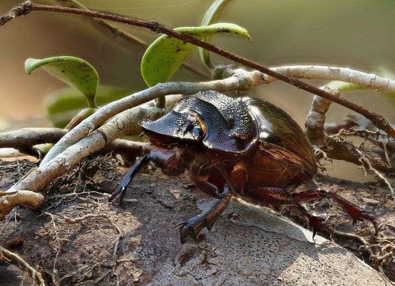 Heliocopris bucephalusphoto preview