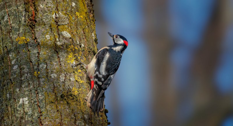 обработка БОЛЬШОЙ ПЁСТРЫЙ ДЯТЕЛphoto preview