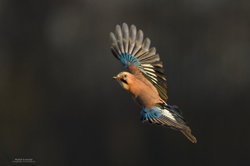 Wczesnym rankiem ... Sójka, Eurasian Jay (Garrulus glandarius) ... 2020r