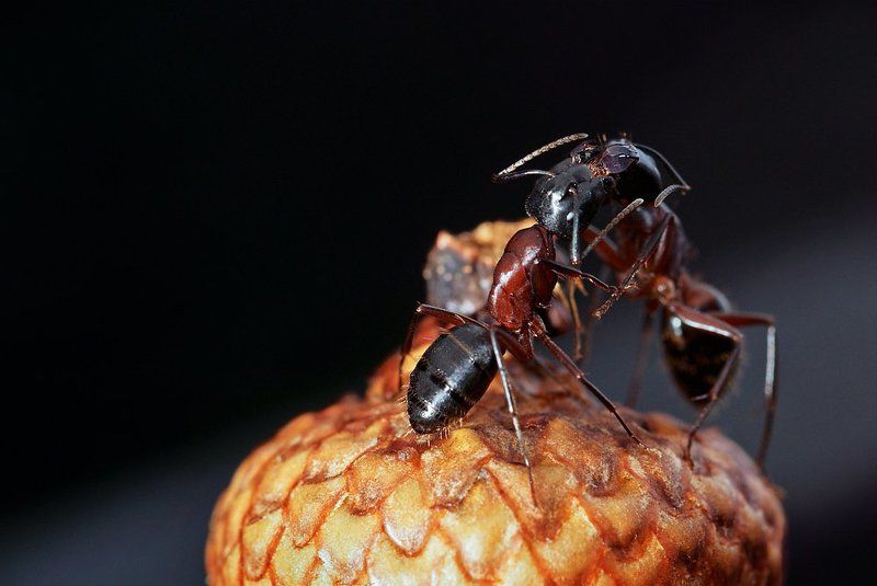 On the top of an acornphoto preview