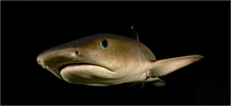 underwater, акула, ночь Мануэлитаphoto preview