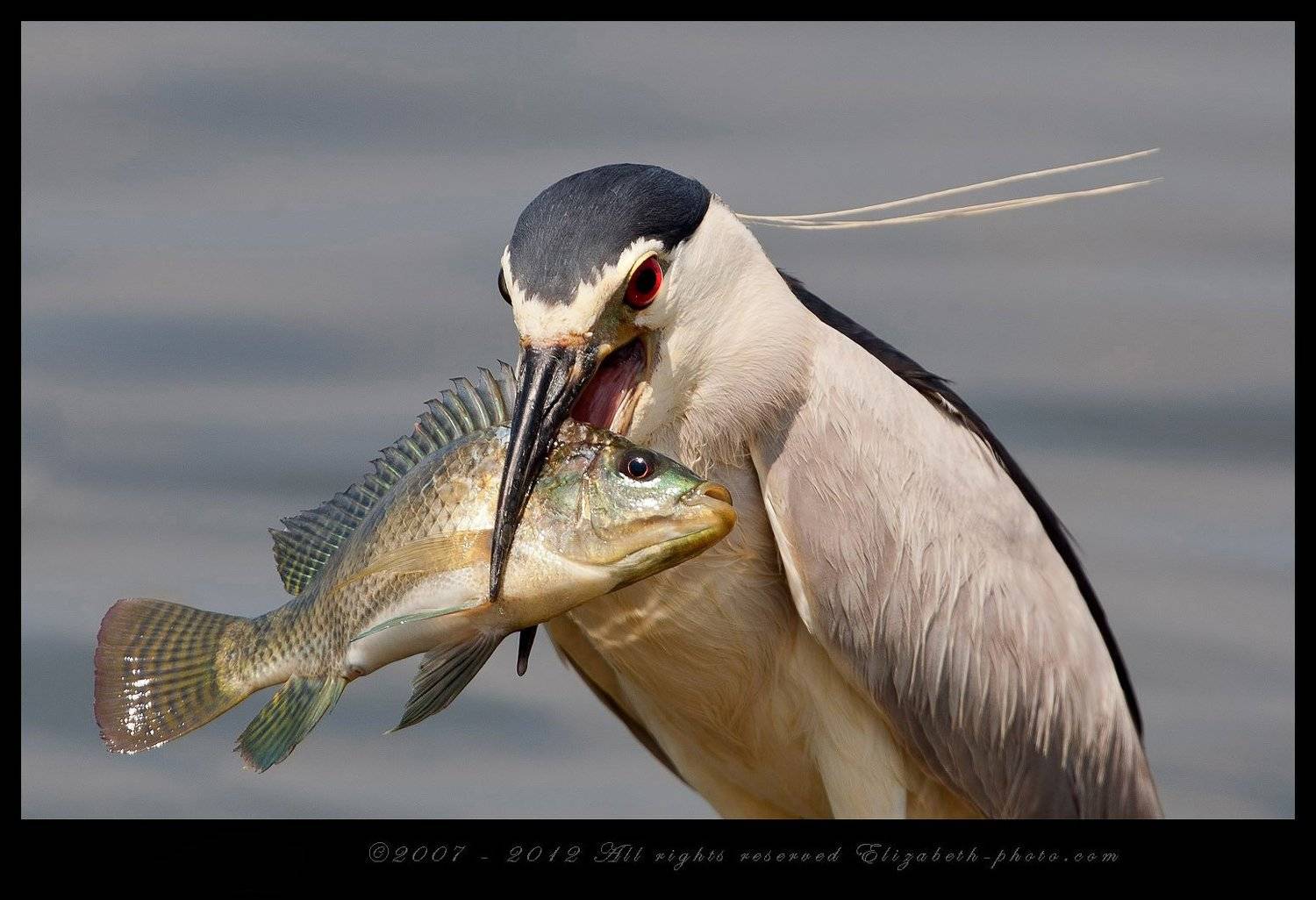 Кваква- Black-crowned Night Heron. Автор: Elizabeth Etkind black-crowned, heron, israel, night, израиль, кваква, Elizabeth Etkind