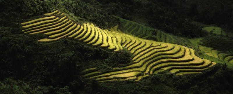 hai, вьетнам Tigerphoto preview