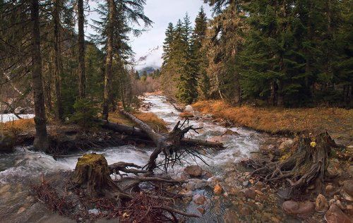 ...в заколдованном диком лесу ...