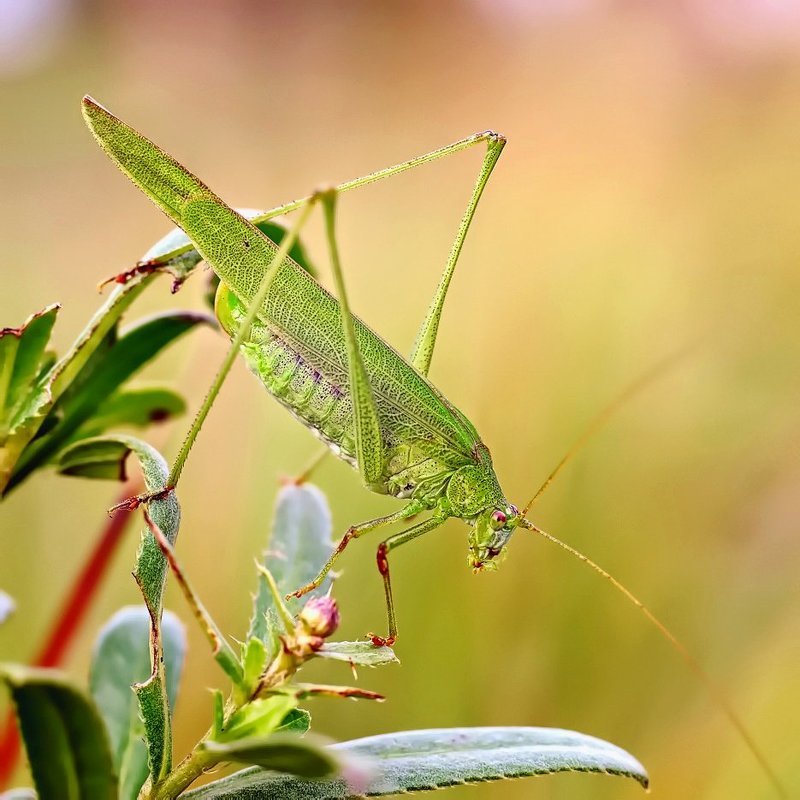 Пластинокрыл...photo preview